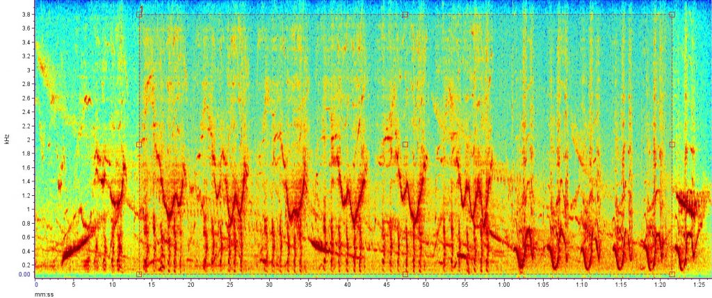 Espectrograma de vocalização de baleias da Groenlândia
